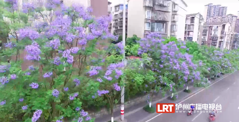 泸州主城区3000余株蓝花楹陆续绽放!快去这些地方打卡→(图5) 5.png