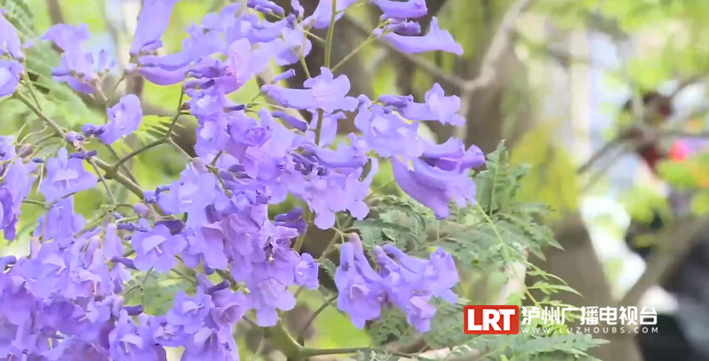 泸州主城区3000余株蓝花楹陆续绽放!快去这些地方打卡→(图7) 7.png