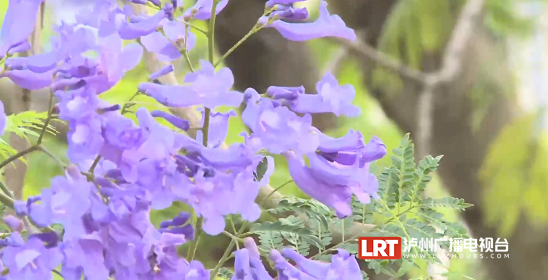 泸州主城区3000余株蓝花楹陆续绽放!快去这些地方打卡→(图9) 9.png