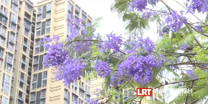 泸州主城区3000余株蓝花楹陆续绽放!快去这些地方打卡→(图10) 10.png