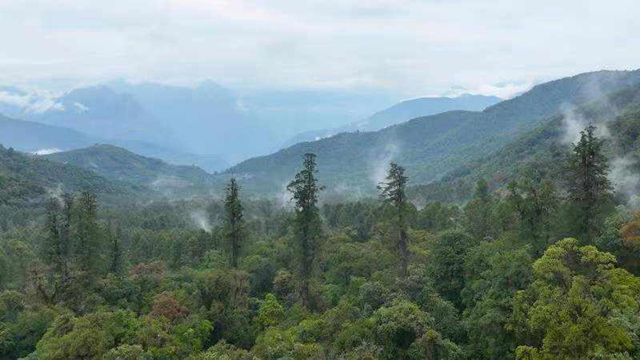 76.8米!西藏墨脱发现中国大陆已知最高的树(图2) 2.jpg