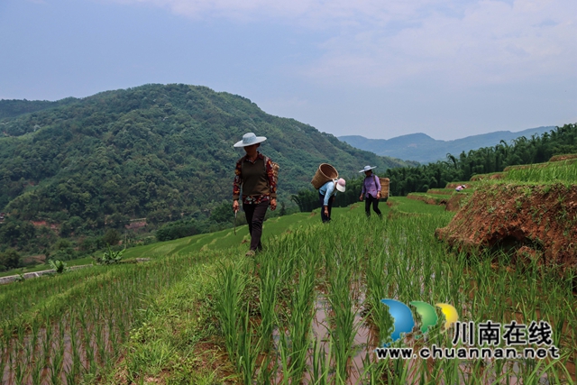 叙永县大石镇:撂荒地变致富田,农民增收笑开颜!(图1) 14、农民在四川省泸州市叙永县大石镇旺龙村4社治理后的撂荒地里劳作。.jpg