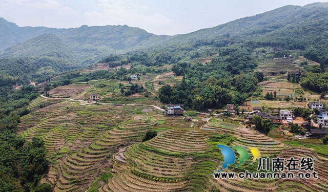 叙永县大石镇:撂荒地变致富田,农民增收笑开颜!(图4) 3、在四川省泸州市叙永县大石镇旺龙村4社拍摄到该镇治理后的撂荒地。.jpg