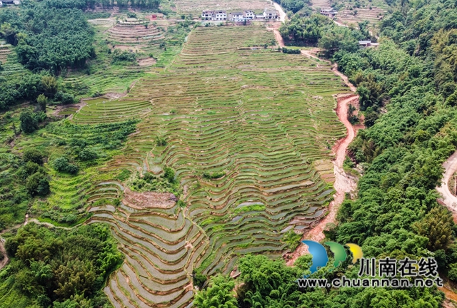 叙永县大石镇:撂荒地变致富田,农民增收笑开颜!(图3) 2、在四川省泸州市叙永县大石镇旺龙村4社拍摄到该镇治理后的撂荒地。.jpg