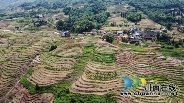 叙永县大石镇:撂荒地变致富田,农民增收笑开颜!(图6) 5、在四川省泸州市叙永县大石镇旺龙村4社拍摄到该镇治理后的撂荒地。.jpg