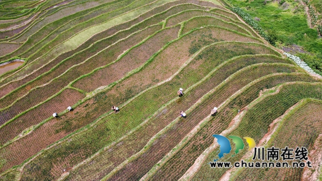 叙永县大石镇:撂荒地变致富田,农民增收笑开颜!(图8) 9、农民在四川省泸州市叙永县大石镇旺龙村4社治理后的撂荒地里劳作。.jpg