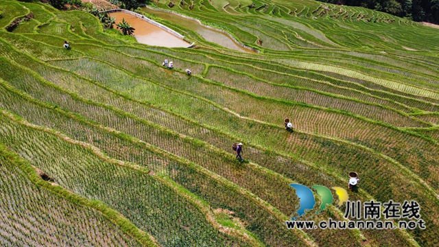 叙永县大石镇:撂荒地变致富田,农民增收笑开颜!(图7) 8、农民在四川省泸州市叙永县大石镇旺龙村4社治理后的撂荒地里劳作。.jpg