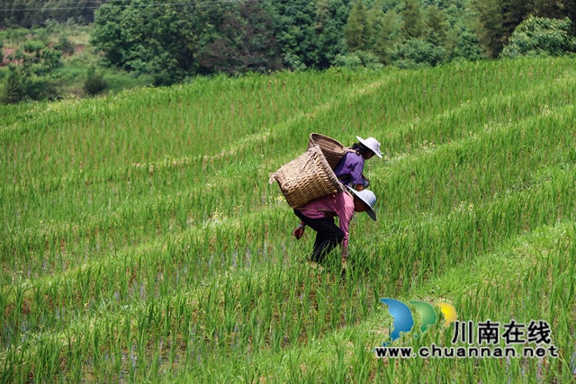 叙永县大石镇:撂荒地变致富田,农民增收笑开颜!(图10) 12、农民在四川省泸州市叙永县大石镇旺龙村4社治理后的撂荒地里劳作。.jpg