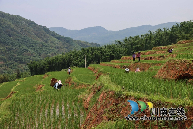 叙永县大石镇:撂荒地变致富田,农民增收笑开颜!(图11) 13、农民在四川省泸州市叙永县大石镇旺龙村4社治理后的撂荒地里劳作。.jpg