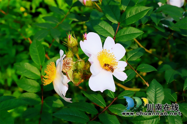 泸县云龙镇:“小庭院”涵养乡风文明(图3) 近年来,云龙镇持续推进“美丽庭院”建设,通过“党建+网格”管理模式,积极引导党员群众参与“美丽庭院”建设。.jpg