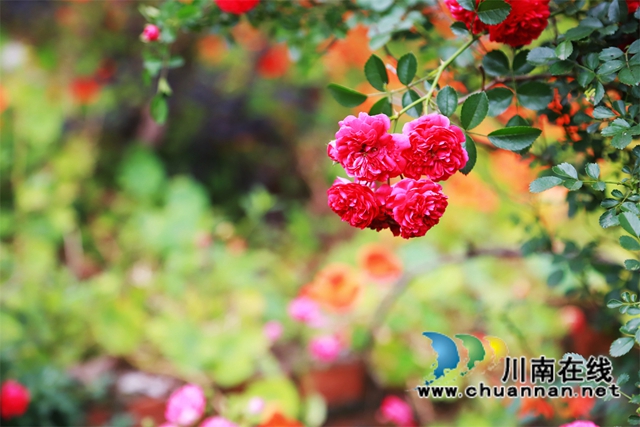 泸县云龙镇:“小庭院”涵养乡风文明(图4) 据云龙镇相关负责人介绍,在推进“美丽庭院”评选活动的同时,云龙镇还将“美丽家风”与“美丽庭院”有机结合,深挖村民身边动人的家风故事,讲述日常生活中的感人事迹。传播和弘扬“爱岗敬业、夫妻和睦、尊老爱幼、邻里互助”的家庭文明新风,持续巩固“美丽小院”创建活动成果,将家家户户的庭院“小美”串成了乡风文明的“大美”。.jpg