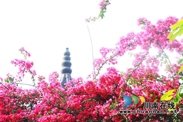 泸县云龙镇:“小庭院”涵养乡风文明(图6) 三角梅爬满屋顶,花开灿烂时,就变成一道花墙,姹紫嫣红的花儿格外娇美。.jpg