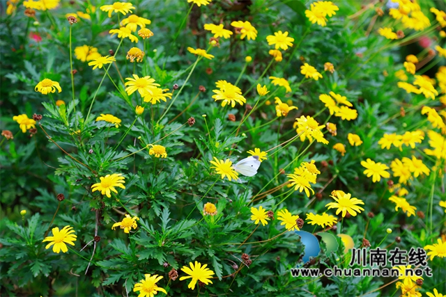 泸县云龙镇:“小庭院”涵养乡风文明(图5) 美丽的蝴蝶在农家小院里的花丛中飞舞.jpg