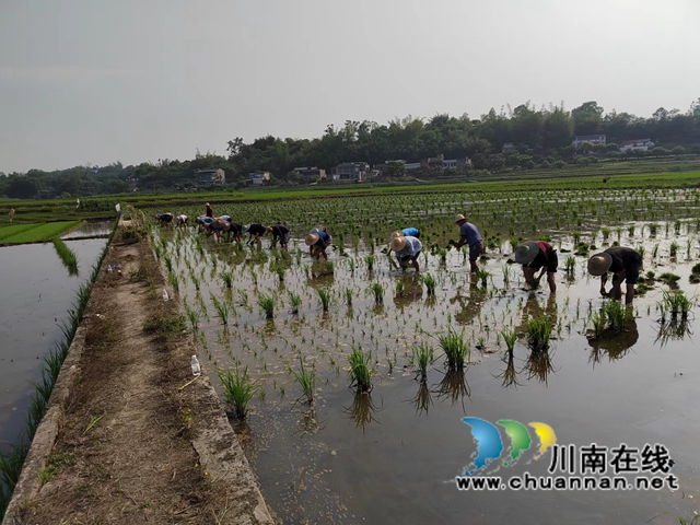 泸县海潮镇:千亩良田制种水稻 现代农业致富乡邻(图1) 微信图片_20220510071038.jpg