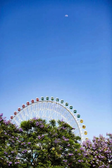 酒城初夏,蓝花楹浪漫来袭(图1) 1.jpg