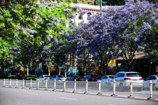 酒城初夏,蓝花楹浪漫来袭(图2) 2.jpg