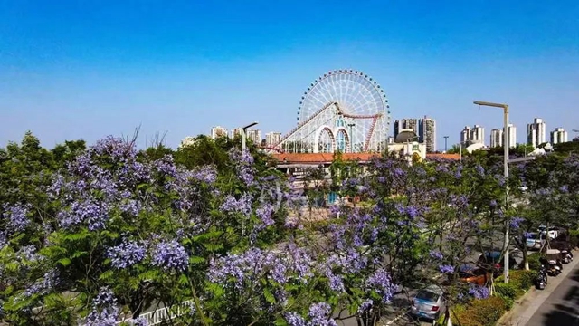 酒城初夏,蓝花楹浪漫来袭(图3) 3.jpg
