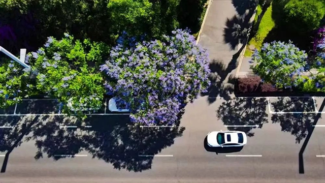 酒城初夏,蓝花楹浪漫来袭(图6) 6.jpg