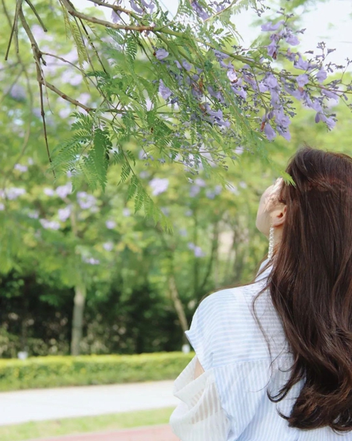 酒城初夏,蓝花楹浪漫来袭(图8) 8.jpg