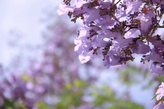 酒城初夏,蓝花楹浪漫来袭(图7) 7.jpg