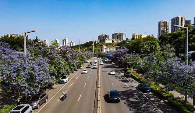 酒城初夏,蓝花楹浪漫来袭(图5) 5.jpg
