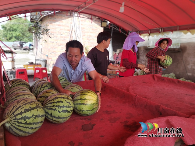 瓜菜轮作 泸县方洞镇种出火红的日子!(图2) 准备销售西瓜(曾佐然摄).jpg