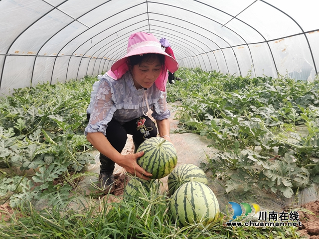 瓜菜轮作 泸县方洞镇种出火红的日子!(图4) 采摘西瓜2(曾佐然摄).jpg
