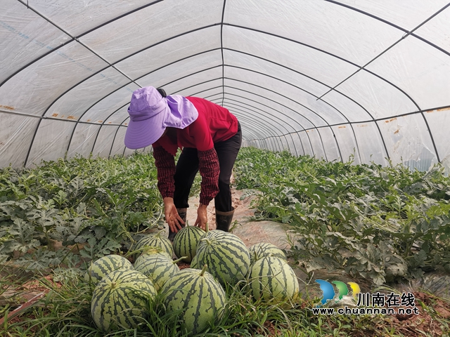 瓜菜轮作 泸县方洞镇种出火红的日子!(图3) 采摘西瓜(曾佐然摄).jpg