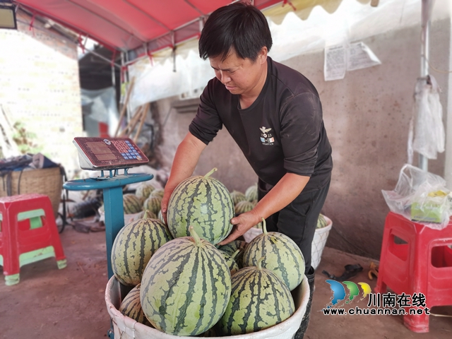瓜菜轮作 泸县方洞镇种出火红的日子!(图6) 西瓜过称(曾佐然摄).jpg