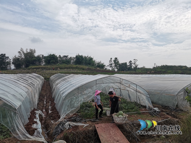 瓜菜轮作 泸县方洞镇种出火红的日子!(图7) 西瓜基地(曾佐然摄).jpg