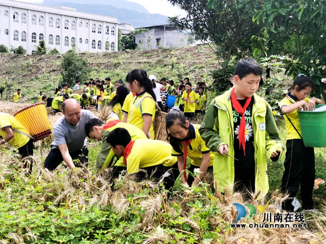 叙永县龙凤中心校:师生齐心割麦忙(图2) 刘祖强老师指导学生割麦子2(付忠勤).jpg