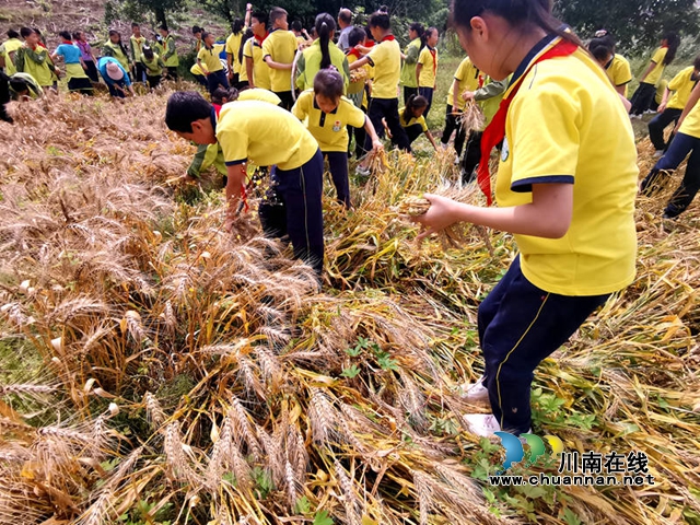 叙永县龙凤中心校:师生齐心割麦忙(图4) 同学们收割麦子2.jpg
