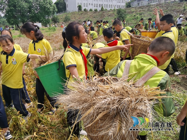 叙永县龙凤中心校:师生齐心割麦忙(图5) 孩子们搬运麦子(付忠勤).jpg