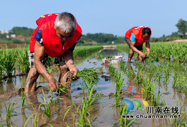 泸县海潮:高标准农田染新绿,静待金秋谷满仓(图2) 1D753AEFF8BB10DCBB7735123BFE519E.jpg