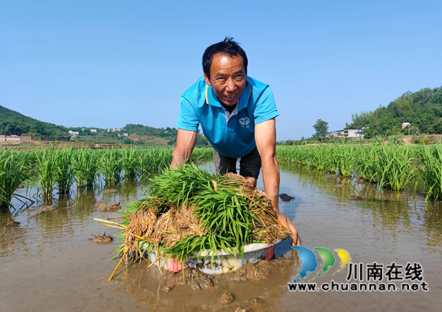 泸县海潮:高标准农田染新绿,静待金秋谷满仓(图3) 6C2F07BDFA44B4D47890D5EC0E8BFD4F.jpg