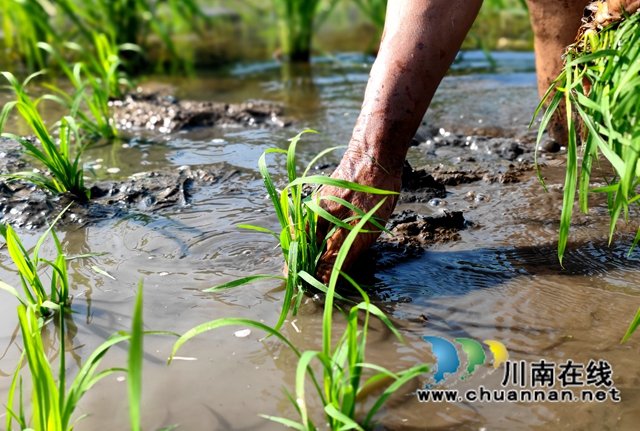 泸县海潮:高标准农田染新绿,静待金秋谷满仓(图4) 438FB664801FE5E2854A950C7C5F7AA2.jpg