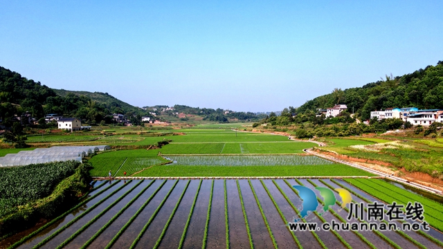 泸县海潮:高标准农田染新绿,静待金秋谷满仓(图5) 8281BACA126D2408F618AAD021F13C27.jpg