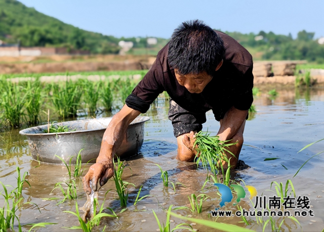 泸县海潮:高标准农田染新绿,静待金秋谷满仓(图8) C5BCF444FF9B447B56D3E81CF9A4A60B.jpg