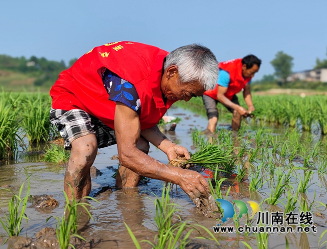 泸县海潮:高标准农田染新绿,静待金秋谷满仓(图9) EC769C710CB8EA94E947EAAAAF3D36BB.jpg