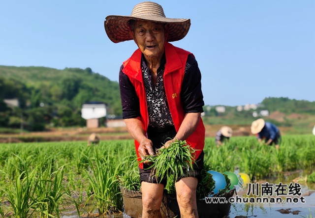 泸县海潮:高标准农田染新绿,静待金秋谷满仓(图7) BDD0EE1F758670308AE81DFBB8337223.jpg