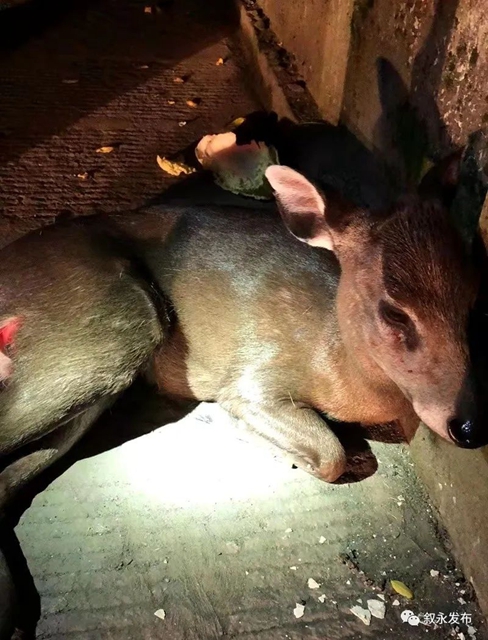 叙永：多方合力营救   遇险国家二级保护动物毛冠鹿脱险