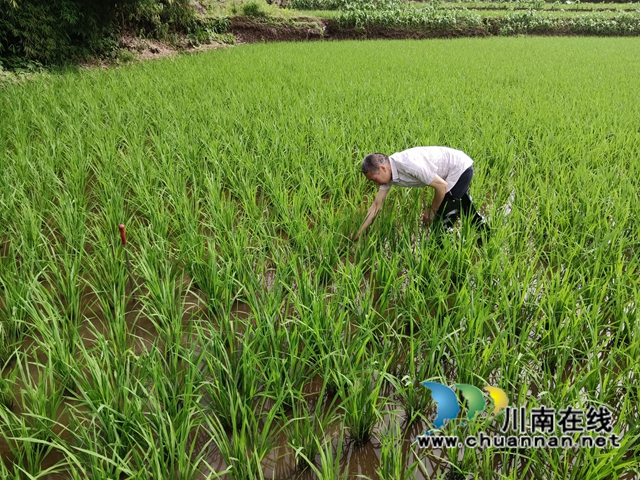 泸县云龙镇：专家助力乡贤防治水稻虫害