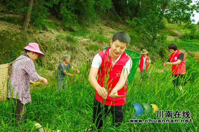 泸县福集镇:“荒山”变“香山”,乡贤带头创业富民(图2) 志愿者正在帮忙采摘黄花.jpg