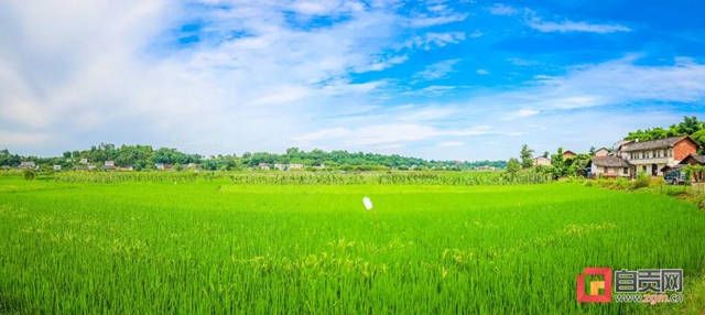 绿浪滚滚!自贡这里的水稻长势喜人(图2) 2.jpg