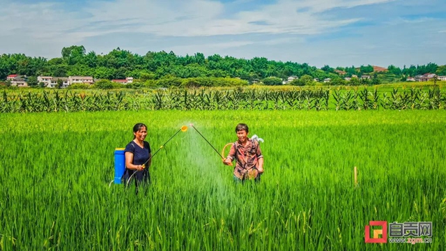 绿浪滚滚!自贡这里的水稻长势喜人(图5) 5.jpg