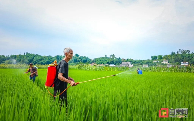 绿浪滚滚!自贡这里的水稻长势喜人(图4) 4.jpg