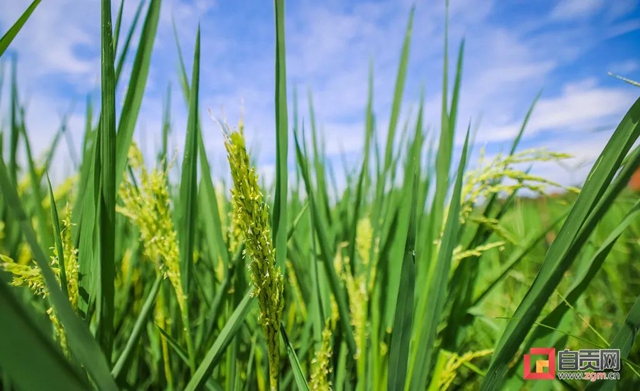 绿浪滚滚!自贡这里的水稻长势喜人(图8) 8.jpg