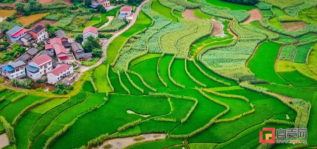 绿浪滚滚!自贡这里的水稻长势喜人(图9) 9.jpg