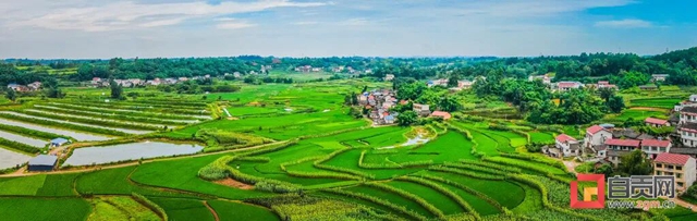 绿浪滚滚!自贡这里的水稻长势喜人(图10) 10.jpg