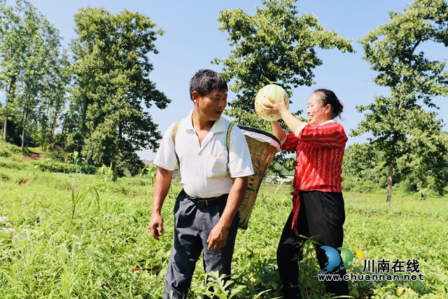 泸县立石镇:西瓜丰收上市,开启甜蜜夏日(图2) 西瓜2.jpg